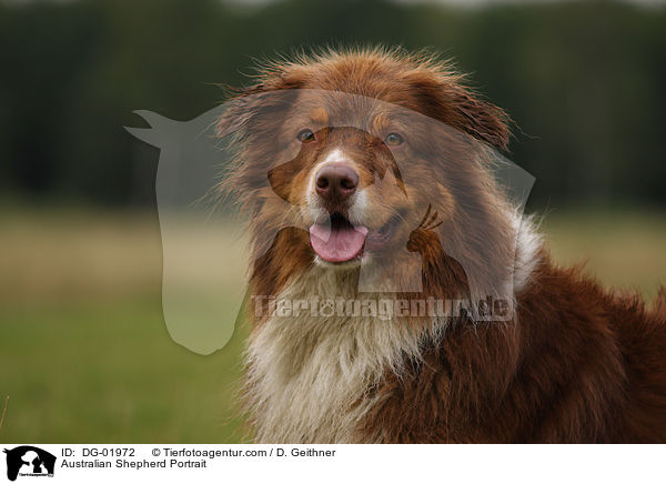 Australian Shepherd Portrait / DG-01972
