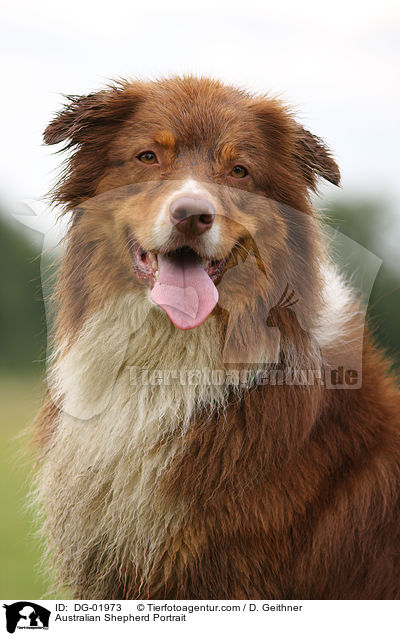 Australian Shepherd Portrait / DG-01973