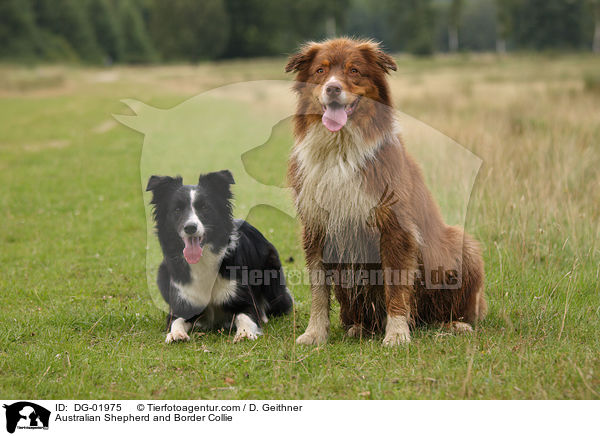 Australian Shepherd and Border Collie / DG-01975