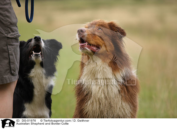 Australian Shepherd and Border Collie / DG-01976