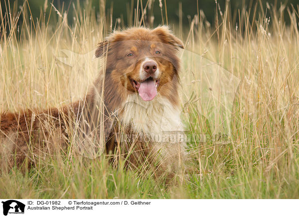 Australian Shepherd Portrait / DG-01982