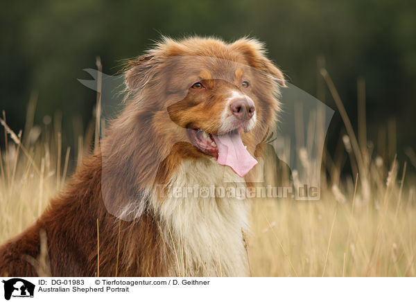 Australian Shepherd Portrait / DG-01983