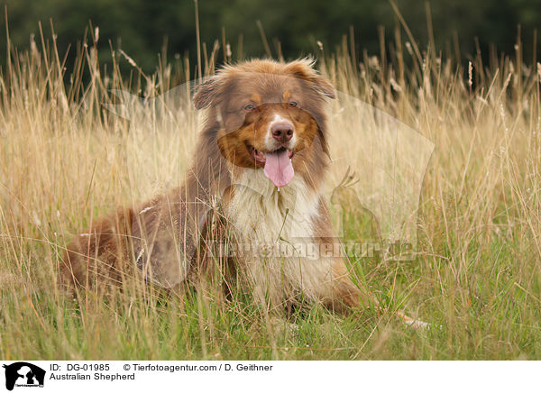 Australian Shepherd / DG-01985