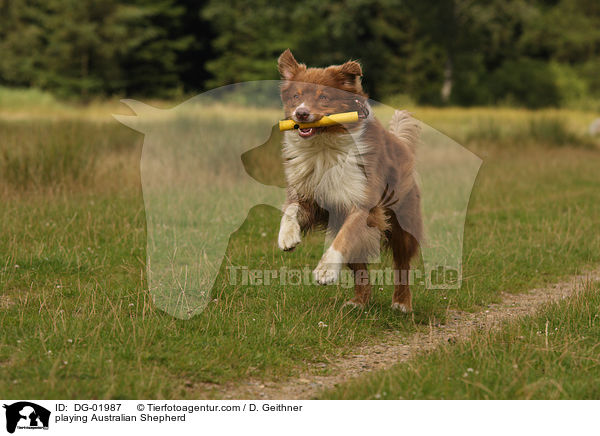 playing Australian Shepherd / DG-01987