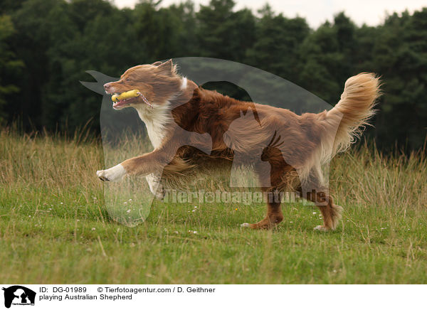 playing Australian Shepherd / DG-01989