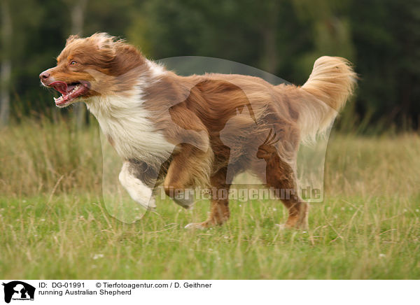 running Australian Shepherd / DG-01991