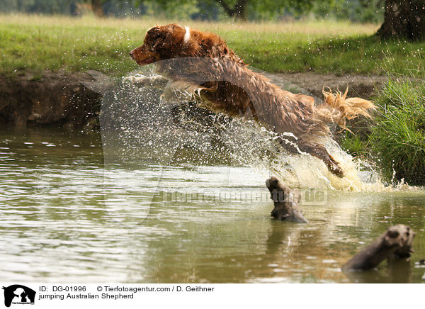jumping Australian Shepherd / DG-01996
