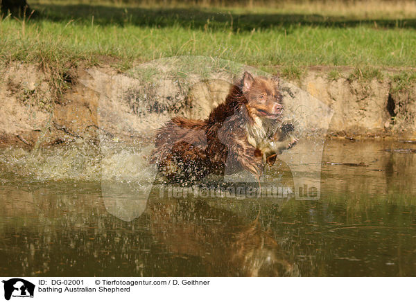 bathing Australian Shepherd / DG-02001