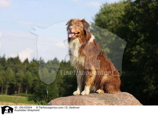 Australian Shepherd / DG-02004