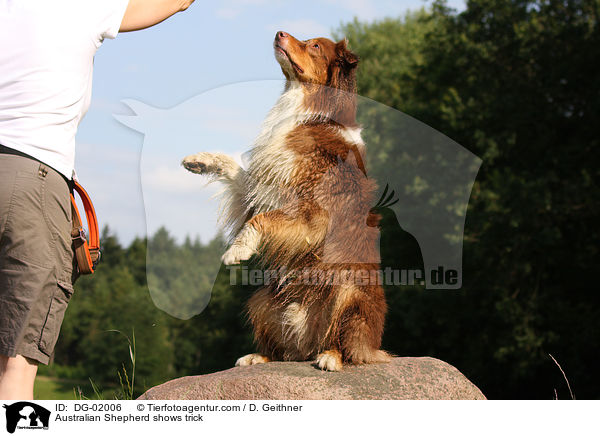 Australian Shepherd shows trick / DG-02006