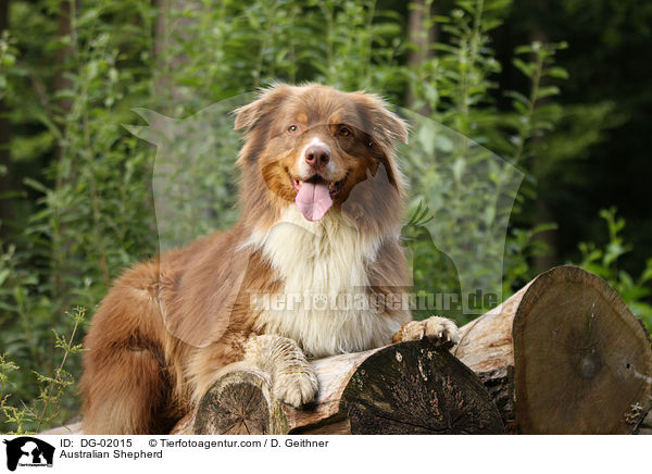 Australian Shepherd / DG-02015