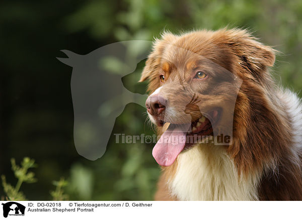 Australian Shepherd Portrait / DG-02018