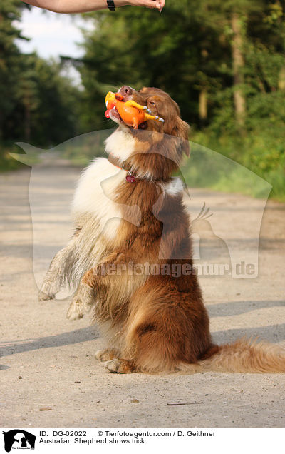 Australian Shepherd shows trick / DG-02022