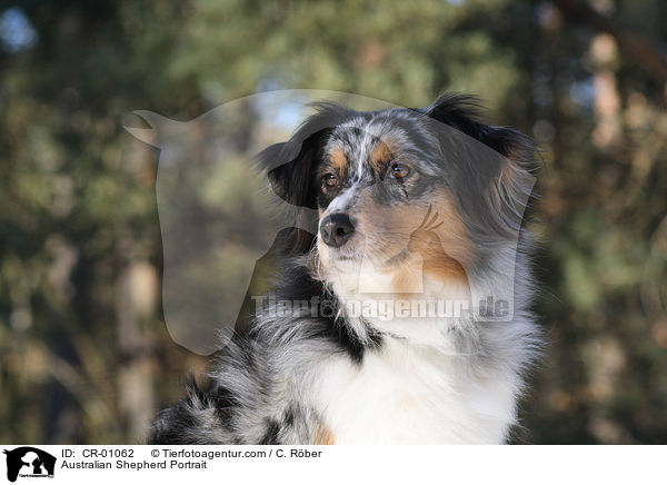 Australian Shepherd Portrait / CR-01062