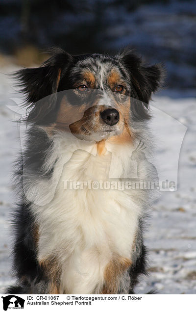 Australian Shepherd Portrait / CR-01067