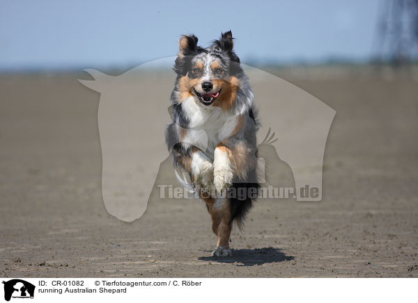running Australian Shepard / CR-01082