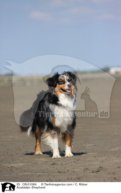 Australian Shepherd / CR-01084