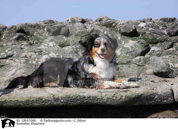 Australian Shepherd / CR-01086