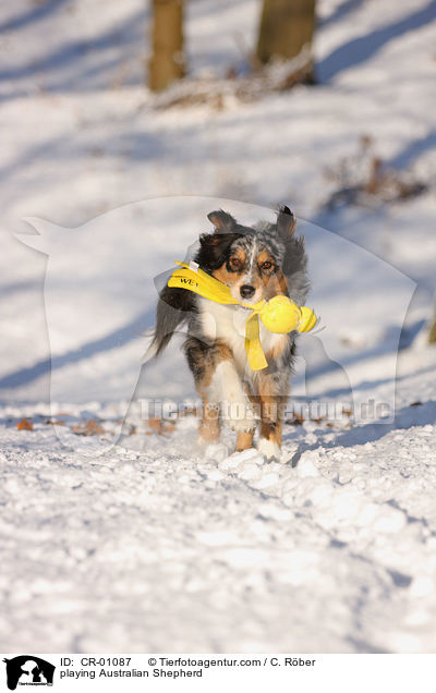 playing Australian Shepherd / CR-01087