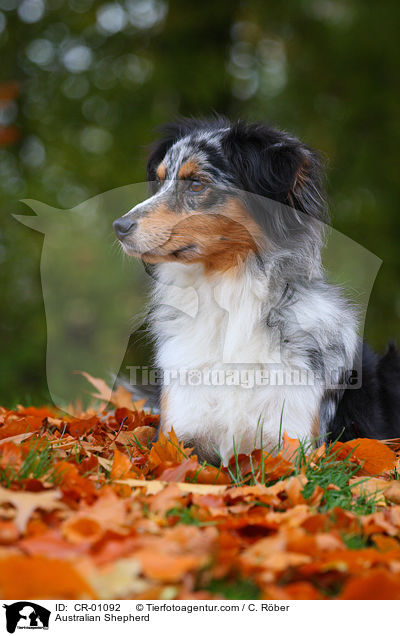 Australian Shepherd / CR-01092