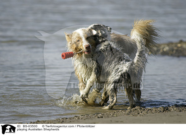 playing Australian Shepherds / BS-03500