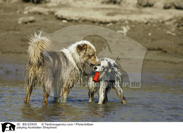 playing Australian Shepherd / BS-03505