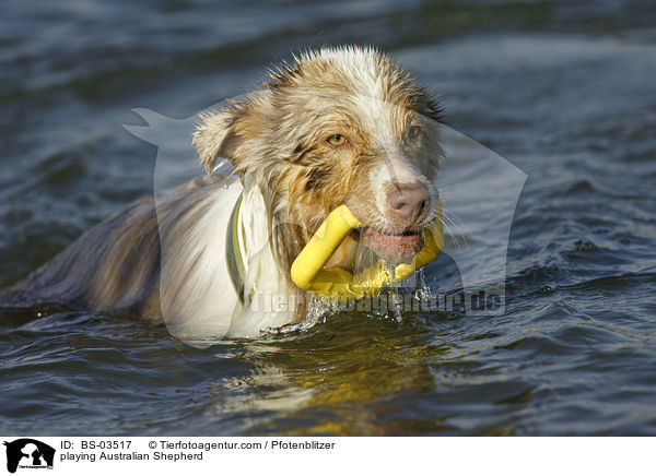 playing Australian Shepherd / BS-03517