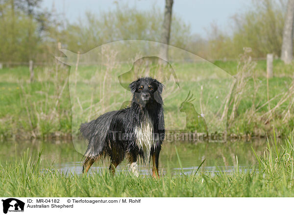 Australian Shepherd / MR-04182