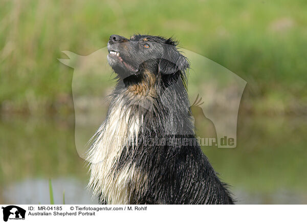 Australian Shepherd Portrait / MR-04185
