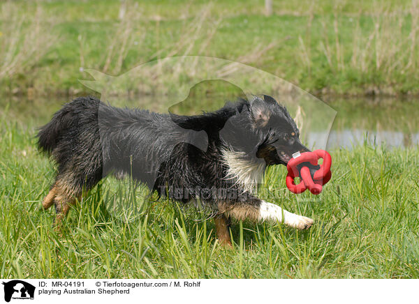 playing Australian Shepherd / MR-04191