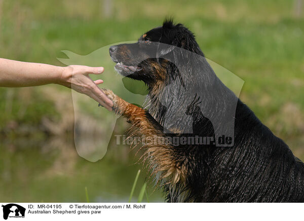 Australian Shepherd gives paw / MR-04195