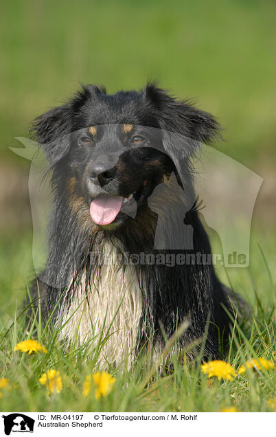 Australian Shepherd / MR-04197