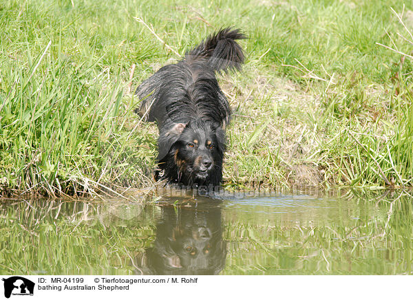 bathing Australian Shepherd / MR-04199