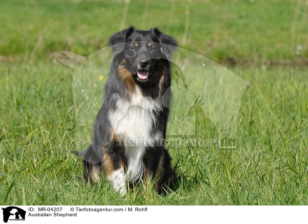Australian Shepherd / MR-04207