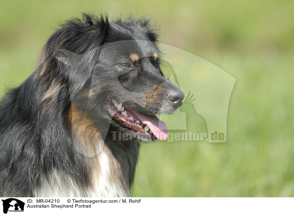 Australian Shepherd Portrait / MR-04210