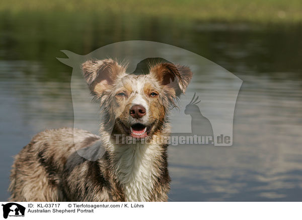 Australian Shepherd Portrait / KL-03717