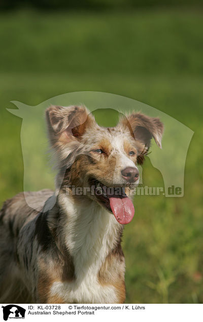 Australian Shepherd Portrait / KL-03728