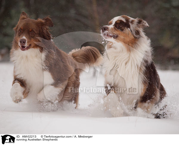 running Australian Shepherds / AM-02213