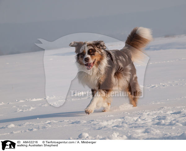 walking Australian Shepherd / AM-02216