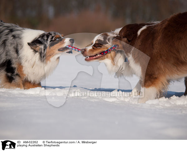 playing Australian Shepherds / AM-02262