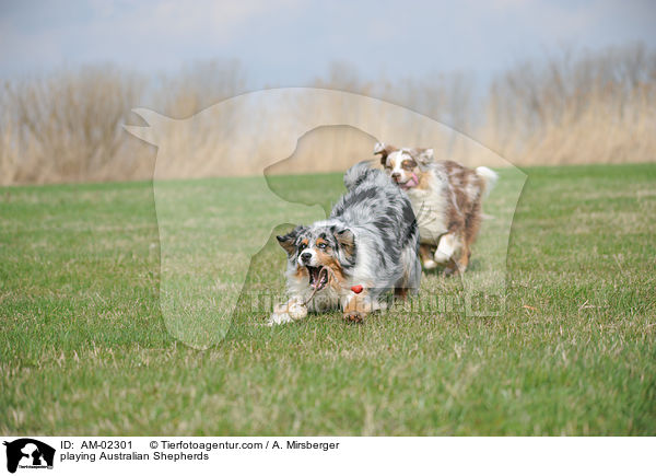 playing Australian Shepherds / AM-02301