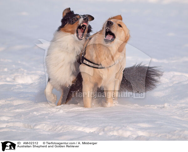 Australian Shepherd and Golden Retriever / AM-02312