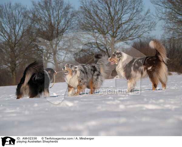 playing Australian Shepherds / AM-02336