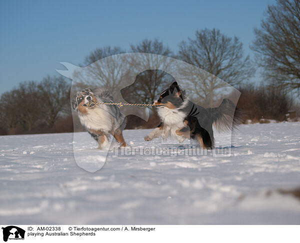 playing Australian Shepherds / AM-02338