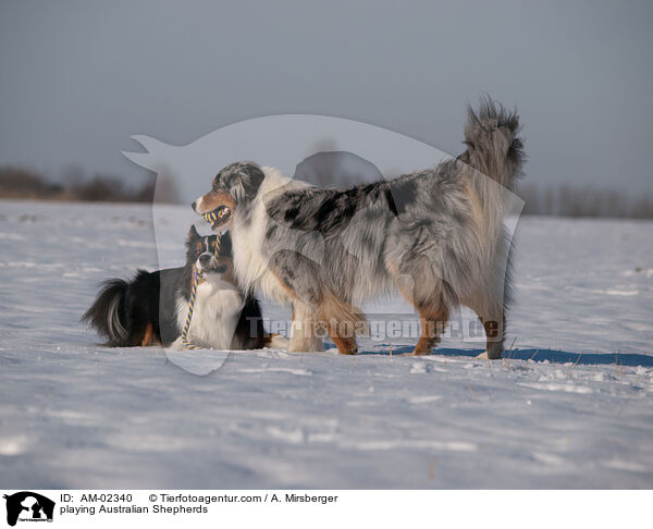 playing Australian Shepherds / AM-02340