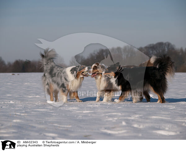 playing Australian Shepherds / AM-02343