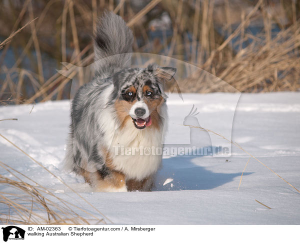 walking Australian Shepherd / AM-02363