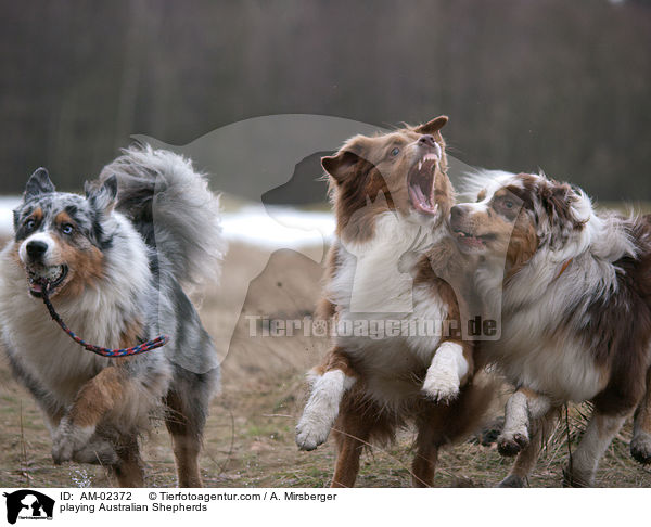 playing Australian Shepherds / AM-02372