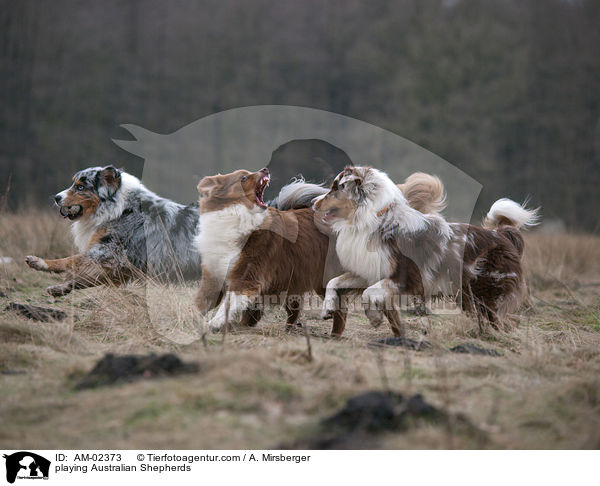 playing Australian Shepherds / AM-02373