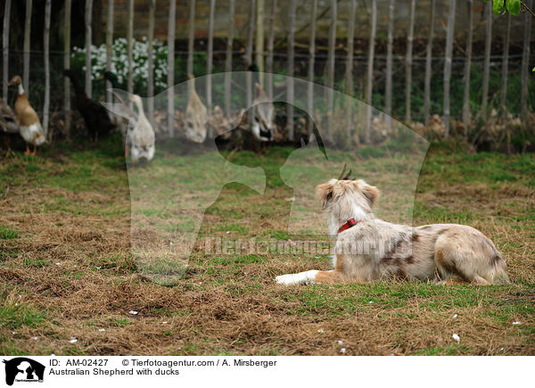 Australian Shepherd htet Enten / Australian Shepherd with ducks / AM-02427